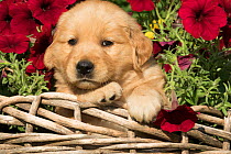 Golden retriever puppy in basket with flowers, USA.