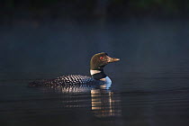 Common loon (Gavia immer) swimming on lake, late June, Enfield, New Hampshire, USA.