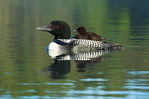 Common loon (Gavia immer) with chick on back, late June, Enfield, New Hampshire, USA.