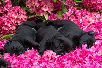 Three black labrador retriever pups, age five weeks, sleeping in rhododendron flowers, USA.