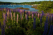 Lupins (Lupinus sp.) in bloom by saltwater inlet at Round Pond, Maine, USA.
