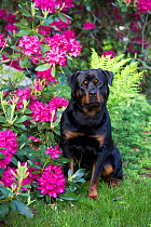 Rottweiler dog sitting beside Rhododendron, Connecticut, USA.