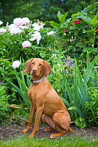 Hungarian Vizsla sitting in flower garden, New Hampshire, USA.