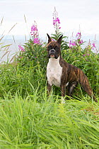 Boxer bitch with cropped ears, standing in wild grass and fireweed. Alaska, USA.