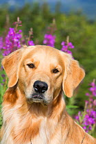 Portrait of Golden Retriever bitch with Fireweed behind, USA.