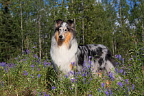 Rough Collie bitch in summer meadow, USA.