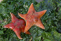 Two leather sea stars (Dermasterias imbricata), Kachemak Bay, Homer, Alaska.