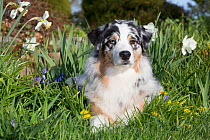 Australian Shepherd lying among spring flowers, USA.