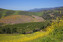 Distant avocado groves with wild mustard growing in foreground, Goleta, California, USA.
