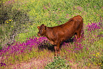 Texas Longhorn heifer on high country ranchland in spring wildflowers, Santa Barbara County, California, USA.