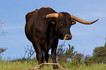Texas Longhorn bull on hill country ranchland, Santa Barbara County, California, USA.