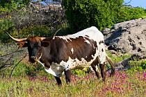 Texas Longhorn cow in spring wildflowers in hilll country ranchland, Santa Barbara County, California, USA.