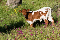 Texas Longhorn calf in spring wildflowers in hilll country ranchland, Santa Barbara County, California, USA.