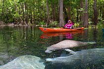 Woman kayaker taking photos of West Indian Manatees (Trichechus manatus latirostris) in spring-fed Ichetucknee River. Ichetucknee River State Park, Fort White, Florida, USA. Model released