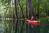 Woman kayaking past Bald Cypress trees on spring-fed Ichetucknee River. Ichetucknee River State Park, Fort White, Florida, USA. Model released