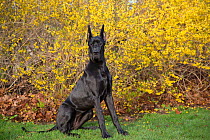 Great dane bitch, with ears cropped, sitting in front of garden Forsythia, USA.
