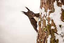 RF - Red Squirrel (Sciurus vulgaris) on a tree trunk in a snow covered forest Crans Montana, the Alps, Wallis, Switzerland. February (This image may be licensed either as rights managed or royalty f...