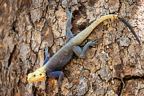 RF - Agama lizard (Agama agama) male. Red Headed Rock. Common species of Gambia in full color typical in months of April and May (just before the rainy season). Gambia, Africa. April 2016. (This image...