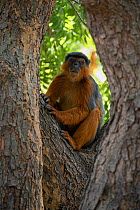RF - Western red colobus (Procolobus badius) in a tree. Gambia, Africa. May 2016. (This image may be licensed either as rights managed or royalty free.)