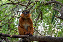 RF - Western red colobus (Procolobus badius) adult male in a tree. Gambia, Africa. May 2016. (This image may be licensed either as rights managed or royalty free.)