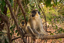 RF - Green Monkey / Callithrix Monkey (Chlorocebus sabaeus) perched in a tree. Bijilo Forest Park, Kololi, Serrekunda, Gambia, Africa. May 2016. (This image may be licensed either as rights managed or...