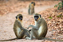 RF - Green Monkey / Callithrix Monkey (Chlorocebus sabaeus) on a forest trail. Bijilo Forest Park, Kololi, Serrekunda, Gambia, Africa. May 2016. (This image may be licensed either as rights managed or...
