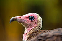 RF - Hooded vulture (Necrosyrtes monachus) close-up portrait. Gambia, Africa. May 2016. (This image may be licensed either as rights managed or royalty free.)