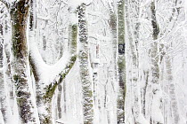 RF - European / Common beech tree (Fagus sylvatica) trees covered in snow. Hohneck, Vosges, France. January. (This image may be licensed either as rights managed or royalty free.)