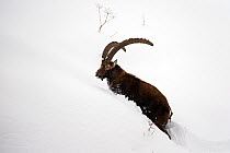 RF - Alpine ibex (Capra ibex) male in deep snow  Gran Paradiso National Park, the Alps, Italy.  January (This image may be licensed either as rights managed or royalty free.)
