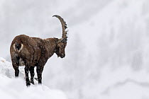 RF - Alpine ibex (Capra ibex) male in deep snow on a ridge during heavy snowfall. Gran Paradiso National Park, the Alps, Italy. January. (This image may be licensed either as rights managed or royalty...