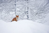 RF - European red fox (Vulpes vulpes crucigera) walking in deep snow during heavy snowfallGran Paradiso National Park, Italy. January. Highly commended in the Portfolio category of the Terre Sauvage N...