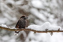 RF - Nutcracker (Nucifraga caryocatactes) on a snow covered branch in a tree. Crans Montana, the Alps, Wallis, Switzerland. February. (This image may be licensed either as rights managed or royalty fr...
