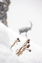 Globe Thistle (Echinops ritro), dead in winter landscape with Alpine ibex (Capra ibex) silhouet behind, Gran Paradiso national park, Italian Alps, Italy, January