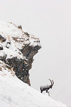 Alpine ibex (Capra ibex) male in deep snow on a ridge during heavy snowfall, Gran Paradiso National Park, the Alps, Italy. January Highly commended in the Portfolio category of the Terre Sauvage Natur...