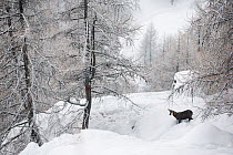 Alpine chamois (Rupicapra rupicapra rupicapra) in winter landscape with snow covered trees, Valsavarenche, Gran Paradiso National Park, Italy. January