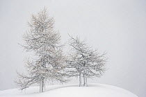 Alpine landscape with snow covered trees. Gran Paradiso National Park, Italy, January. Highly commended in the Portfolio category of the Terre Sauvage Nature Images Awards 2017. Highly commended in th...