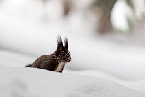 Red squirrel (Sciurus vulgaris) melanistic morph in deep snow, Crans Montana, the Alps, Wallis, Switzerland. February