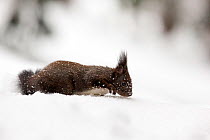 Red squirrel (Sciurus vulgaris) melanistic morph foraging in deep snow, Crans Montana, the Alps, Wallis, Switzerland. February