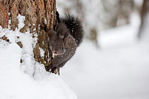Red squirrel (Sciurus vulgaris)  with melanistic fur on a tree trunk in a snow covered forest, Crans Montana, the Alps, Wallis, Switzerland. February