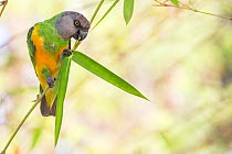 Senegal parrot {Poicephalus senegalus} feeding on leaves. Gambia, Africa. April 2016