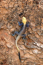 Agama lizard (Agama agama) male. Red Headed Rock agama (?), A rather common species in the Gambia and photographed in full color typical in the months of april and may (just before the rainy season),...