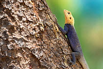 Agama lizard (Agama agama) male. Red Headed Rock agama (?), A rather common species in the Gambia and photographed in full color typical in the months of april and may (just before the rainy season),...
