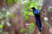 Long-tailed Glossy-Starling (Lamprotornis caudatus) perched, The Gambia, Africa, April 2016