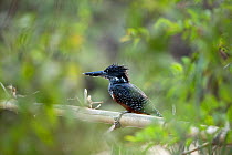 Giant kingfisher (Megaceryle maxima) perched on a branch, Gambia, Africa, April 2016