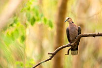 Vinaceous dove (Streptopelia vinacea) perched, Gambia, Africa, May.