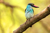 Blue-breasted kingfisher (Halcyon malimbica) perched, Gambia, Africa, May.