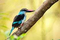 Blue-breasted kingfisher (Halcyon malimbica) perched, Gambia, Africa, May.