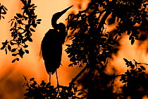 Great egret (Ardea alba) silhouet perched in a tree after sunset, Gambia Africa, May.
