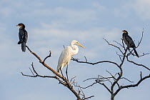 Great egret (Ardea alba) and two Reed cormorants (Microcarbo africanus) perched in a tree, Gambia Africa, May.