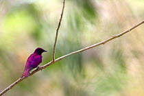 Violet-backed starling (Cinnyricinclus leucogaster) male perched, Gambia, Africa, May.